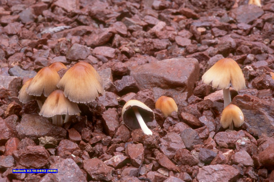 Picture of Coprinellus micaceus